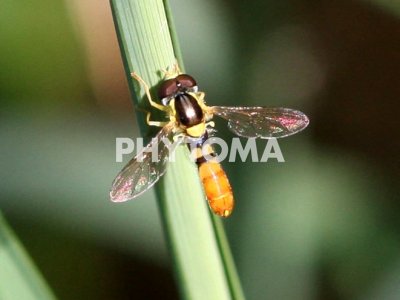 Sphaerrophoria rupelli